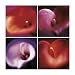 Four Calla Lillies by Anna Halm-Schudel 24.00X24.00. Art Poster Print