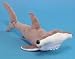 Hammerhead Shark 13