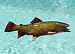 Giant Taxidermy 16" Fiberglass Brook Trout Fish Mount