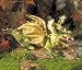 Plush Green Dragon Puppet 13