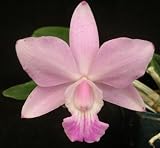 Cattleya Brabantiae 'Susan Fender' x Lc Aloha Case