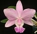 Cattleya Brabantiae 'Susan Fender' x Lc Aloha Case