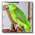 Birds - Yellow Nape Parrot - Wall Clocks