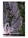 Boat on Lagoon by Cliff, El Nido, Philippines, Rock Formations Photographic Poster Print by Tom Cockrem, 18x24