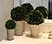 Preserved Boxwood Ball In Pot 3pc Set (4
