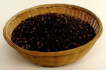 Sprouting Seeds