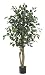 4' Ficus Silk Tree