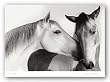 The Nuzzle by Juliet van Otteren 24"x36" Art Print Poster