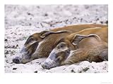 Red River Hog, Resting Pair, Zoo Animal Art Photographic Poster Print by Stan Osolinski, 16x12