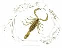 Golden Scorpion  Real Insect specimen