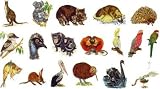 Brother SA346 Embroidery Memory Card No. 46 Australian Animals