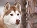 Siberian Husky Portrait, USA Photographic Poster Print by Lynn M. Stone, 12x16