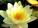 Lily - 36