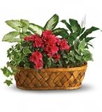 Best Price Birthday Flowers - Anniversary - Plantss Galore - Azaleas