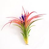 Air Plants - Tillandsia Victoriana - 3 Exotic Plants at a Great Price! by The Air Plant Shop Discounts