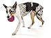 West Paw Zogoflex Air Boz Dog Toy – Floatable Pet Ball for Dogs, Fetch, Play, Chewing – Non-Toxic, Recyclable, Latex-Free Canine Toys – Durable Exterior Texture, Bouncy Squishy Ball, Small, Dandelion