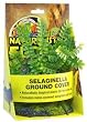 ZOO NAT FLORA SELAGINELLA 12"