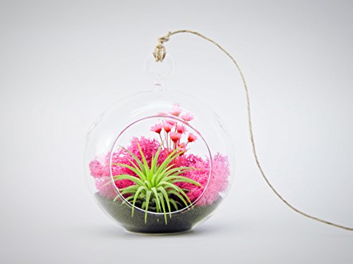 Bliss Gardens Air Plant Terrarium Kit with 4 Bliss Gardens Air Plant Terrarium Kit with 4