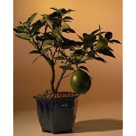Bonsai Boy's Flowering Lemon Bonsai Tree(meyer lemon)