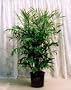 Bamboo Palm 10 Seeds - Chamaedorea florida