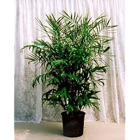 Bamboo Palm 10 Seeds