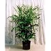 Bamboo Palm 10 Seeds