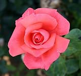 Eigenschaften Agel Rosen  / Edelrose 
