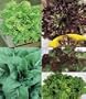 Select Salad Blend Lettuce Seeds - 3 grams