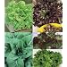 Select Salad Blend Lettuce Seeds - 3 grams