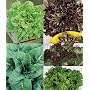 Select Salad Blend Lettuce 3000 Seeds