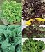 Select Salad Blend Lettuce - 3000 Seeds - BONUS PACK!