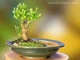 Unique Terrarium Bonsai for Pets with Japanese Water Well Handmade Bonsai Container