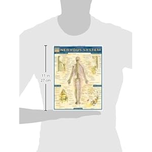 Nervous System (Quickstudy: Academic)