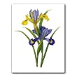 Iris Xiphium Variete - Gift Enclosure Cards (set of 12)