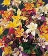McKana's Columbine 100 Seeds, 175 mg - Aquilegia
