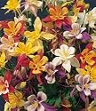 Columbine McKanna's Giant Mixed - 1 Pkt. (50 Seeds)