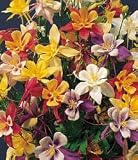 McKanas Columbine - 8 Plants - Aquilegia - Shade - B001N9XQ9O