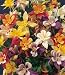 McKanas Columbine - 4 Plants - Aquilegia - Shade