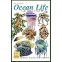 Ocean Life Standard Poker Playing Card Deck featuring All your favorite Sea Creatures