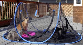 Outdoor Feline Funhouse