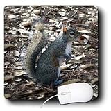Wild animals - Gray Squirrel - Mouse Pads