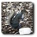 Wild animals - Gray Squirrel - Mouse Pads
