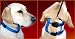 The Illusion Collar and Leash Set - Large Black,-1
