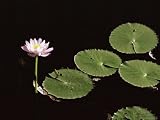 Water Lily, Caranbirini Conservation Reserve, Queensland, Australia, Pacific Photographic Poster Print