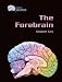 The Forebrain (Gray Matter)