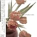 CD - Amateur View +5 [Japan] von To Rococo Rot