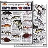 Saltwater Fish Chart #2