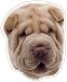 Chinese Shar-Pei Magnet