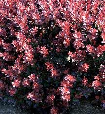 Red Japanese Barberry - Berberis Thunbergii Atropurpurea - 1 Pkt Of 25 Seeds - Fruiting Shrub