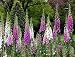 Todd's Seeds - Foxglove (Digitalis purpurea) Seed - 1oz Seed Packet